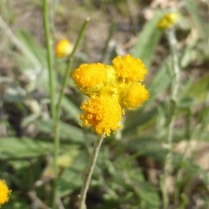 Chrysocephalum apiculatum at O'Malley, ACT - 7 Jan 2019