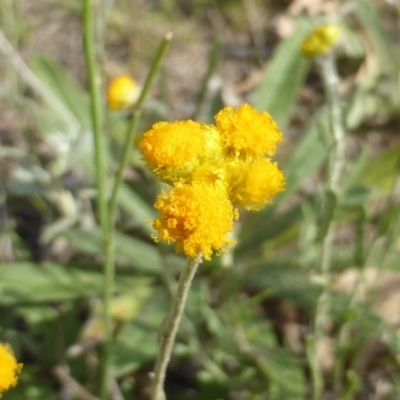 Chrysocephalum apiculatum (Common Everlasting) at O'Malley, ACT - 7 Jan 2019 by Mike