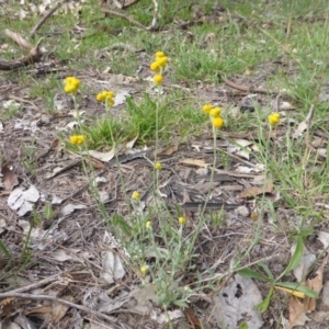 Chrysocephalum apiculatum at O'Malley, ACT - 7 Jan 2019