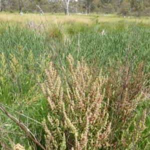 Rumex crispus at O'Malley, ACT - 7 Jan 2019 02:09 PM