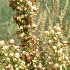 Rumex crispus at O'Malley, ACT - 7 Jan 2019 02:09 PM