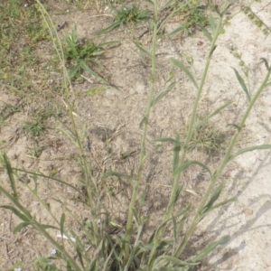 Cynoglossum australe at Jerrabomberra, ACT - 7 Jan 2019