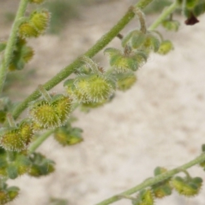 Cynoglossum australe at Jerrabomberra, ACT - 7 Jan 2019