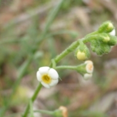 Hackelia suaveolens (Sweet Hounds Tongue) at O'Malley, ACT - 7 Jan 2019 by Mike