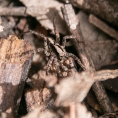 Artoria sp. (genus) (Unidentified Artoria wolf spider) at Paddys River, ACT - 15 Dec 2018 by SWishart