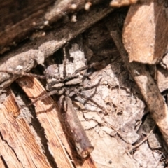 Artoria sp. (genus) at Paddys River, ACT - 15 Dec 2018 02:36 PM