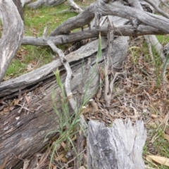 Tragopogon dubius (Goatsbeard) at Mount Mugga Mugga - 7 Jan 2019 by Mike