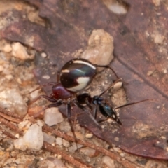 Habronestes bradleyi (Bradley's Ant-Eating Spider) at Paddys River, ACT - 15 Dec 2018 by SWishart
