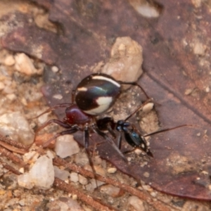 Habronestes bradleyi at Paddys River, ACT - 15 Dec 2018