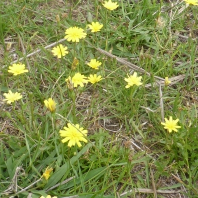 Leontodon saxatilis (Lesser Hawkbit, Hairy Hawkbit) at O'Malley, ACT - 7 Jan 2019 by Mike