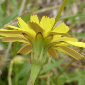 Leontodon saxatilis at O'Malley, ACT - 7 Jan 2019