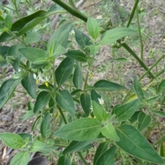 Solanum chenopodioides (Whitetip Nightshade) at Mount Mugga Mugga - 7 Jan 2019 by Mike