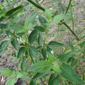 Solanum chenopodioides at Jerrabomberra, ACT - 7 Jan 2019