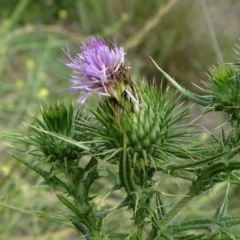 Cirsium vulgare (Spear Thistle) at Mount Mugga Mugga - 7 Jan 2019 by Mike