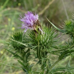 Cirsium vulgare at Undefined, ACT - 7 Jan 2019 03:48 PM