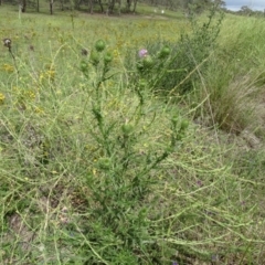 Cirsium vulgare at Undefined, ACT - 7 Jan 2019 03:48 PM