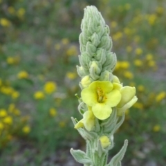 Verbascum thapsus subsp. thapsus (Great Mullein, Aaron's Rod) at Undefined, ACT - 7 Jan 2019 by Mike