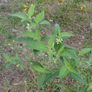 Solanum chenopodioides at Undefined, ACT - 7 Jan 2019