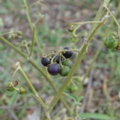 Solanum chenopodioides at Undefined, ACT - 7 Jan 2019 03:38 PM