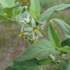Solanum chenopodioides at Undefined, ACT - 7 Jan 2019