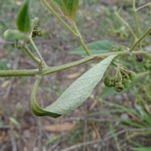 Solanum chenopodioides at Undefined, ACT - 7 Jan 2019 03:38 PM