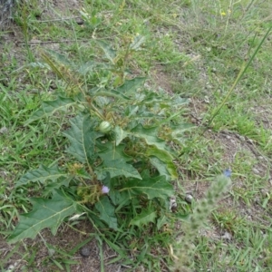 Solanum cinereum at Undefined, ACT - 7 Jan 2019