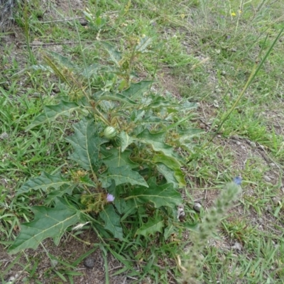 Solanum cinereum (Narrawa Burr) at Mount Mugga Mugga - 7 Jan 2019 by Mike