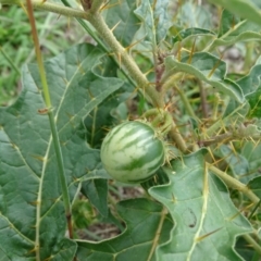 Solanum cinereum at Undefined, ACT - 7 Jan 2019