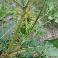 Solanum cinereum at Undefined, ACT - 7 Jan 2019 03:36 PM