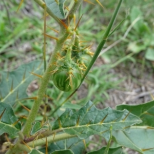 Solanum cinereum at Undefined, ACT - 7 Jan 2019