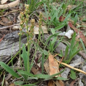 Plantago sp. at O'Malley, ACT - 7 Jan 2019