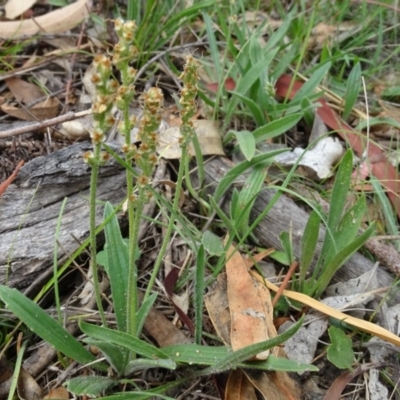 Plantago sp. (Plantain) at Mount Mugga Mugga - 7 Jan 2019 by Mike