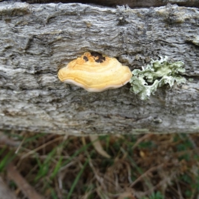 Truncospora ochroleuca at Mount Mugga Mugga - 7 Jan 2019 by Mike