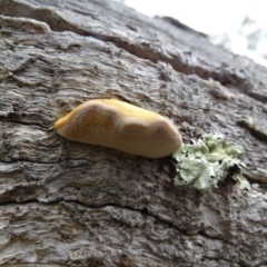 Truncospora ochroleuca at O'Malley, ACT - 7 Jan 2019