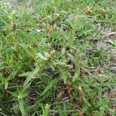 Persicaria prostrata (Creeping Knotweed) at O'Malley, ACT - 7 Jan 2019 by Mike