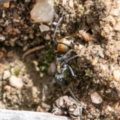 Polyrhachis ammon (Golden-spined Ant, Golden Ant) at Tidbinbilla Nature Reserve - 15 Dec 2018 by SWishart