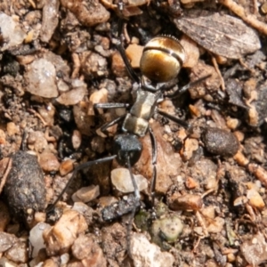 Polyrhachis ammon at Paddys River, ACT - 15 Dec 2018 03:56 PM