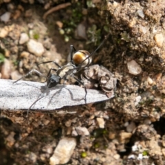 Polyrhachis ammon at Paddys River, ACT - 15 Dec 2018 03:56 PM