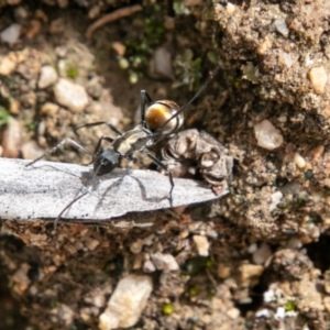 Polyrhachis ammon at Paddys River, ACT - 15 Dec 2018