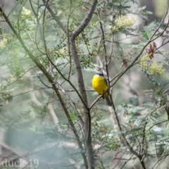 Eopsaltria australis (Eastern Yellow Robin) at Paddys River, ACT - 8 Jan 2019 by frostydog