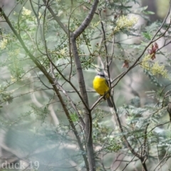 Eopsaltria australis (Eastern Yellow Robin) at Paddys River, ACT - 7 Jan 2019 by frostydog