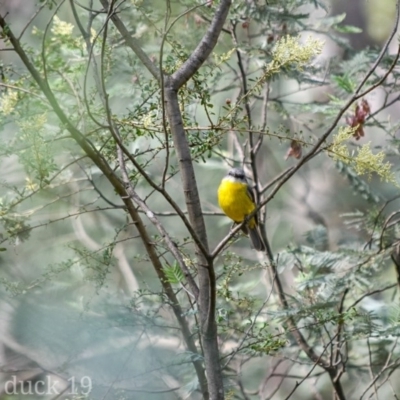 Eopsaltria australis (Eastern Yellow Robin) at Tidbinbilla Nature Reserve - 7 Jan 2019 by frostydog