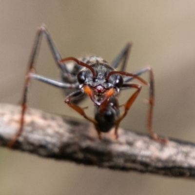 Myrmecia tarsata (Bull ant or Bulldog ant) at Gibraltar Pines - 15 Dec 2018 by SWishart