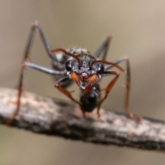 Myrmecia tarsata (Bull ant or Bulldog ant) at Paddys River, ACT - 15 Dec 2018 by SWishart