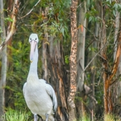 Pelecanus conspicillatus (Australian Pelican) at Tidbinbilla Nature Reserve - 7 Jan 2019 by frostydog