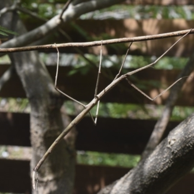 Acrophylla titan (Titan Stick Insect) at Hawker, ACT - 27 Dec 2018 by MichaelMulvaney