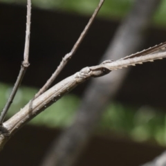 Acrophylla titan at Hawker, ACT - suppressed