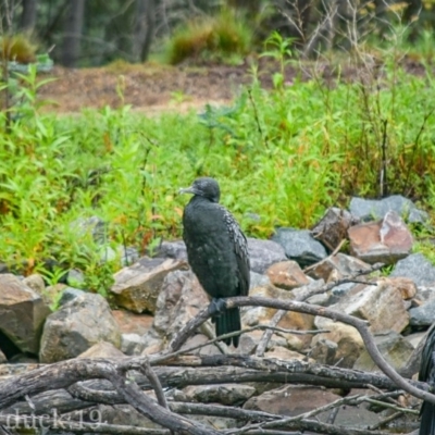 Phalacrocorax sulcirostris (Little Black Cormorant) at Tidbinbilla Nature Reserve - 7 Jan 2019 by frostydog