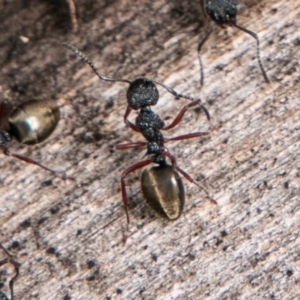 Dolichoderus scabridus at Paddys River, ACT - 15 Dec 2018 02:46 PM