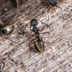 Dolichoderus scabridus (Dolly ant) at Gibraltar Pines - 15 Dec 2018 by SWishart
